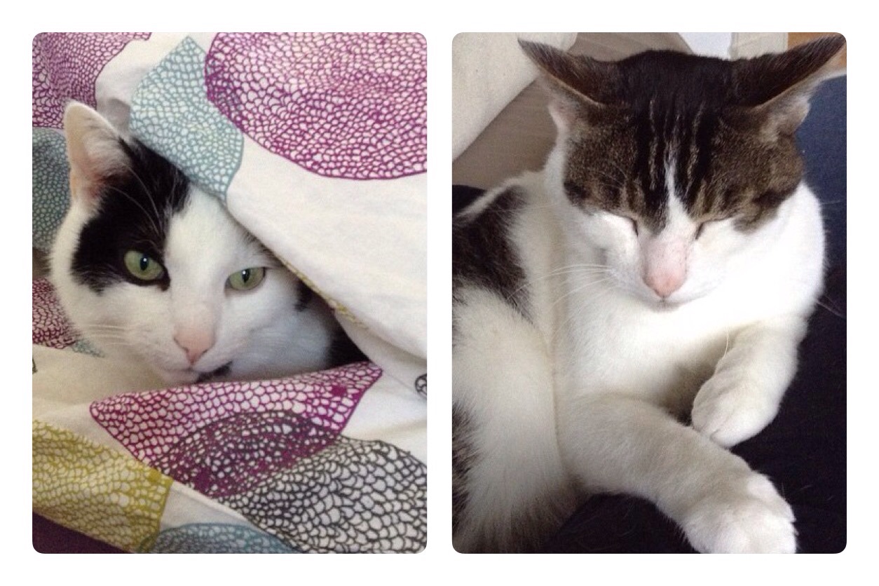 Die #ZweiHerren: Der #DiätKater und der #NeoKater.