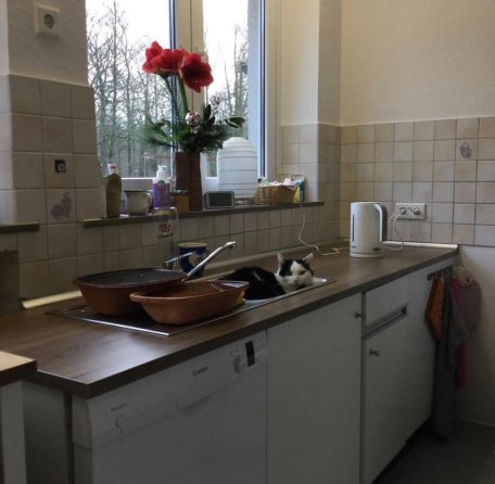 Die aufgeblüte Amaryllis in der Küche mit dem #DiätKater in der Spüle. dann