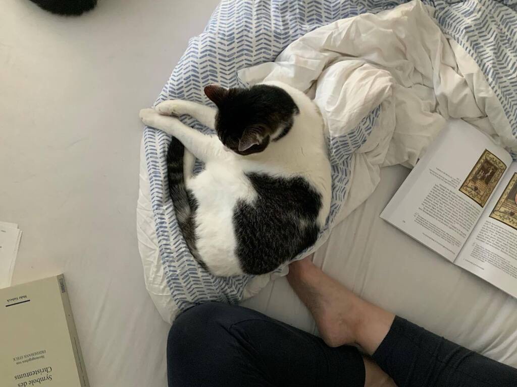 Man sieht auschnittweise, dass ich im Schneidersitz auf meinem Bett sitze. Links neben mir ein paar Zettel und ein Buch (die Dogmatik von Ulrich Barth), vor mir den #NeoKater auf der zerknautschten Bettdecke, daneben das geöffnete Buch "Bodies of Memory and Grace". Oben links im Bild ist ein kleiner, schwarzer Schatten. Das ist der Schwanz des #DiätKaters, der weiter nicht mehr aufs Bild gepasst hat.