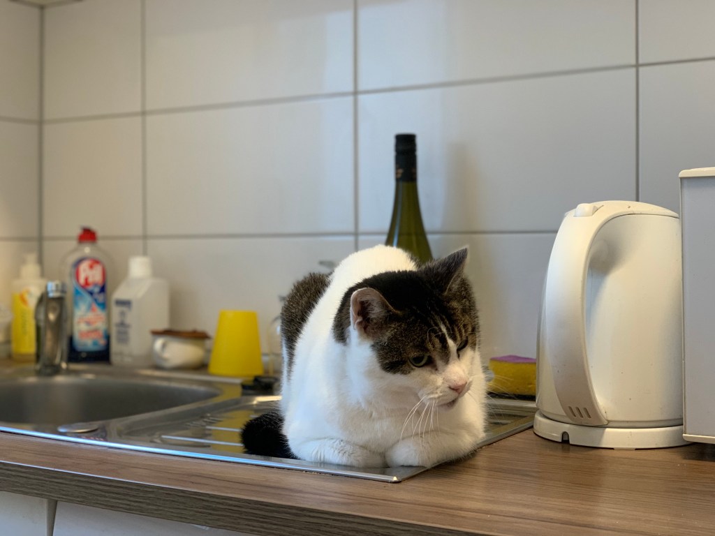 Der #NeoKater sitzt auf der Ablaufseite der Spüle.