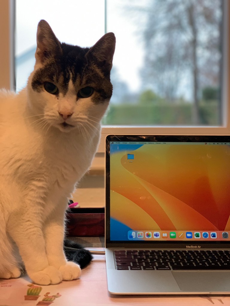 Der #NeoKater mit großen, dunklen Augen auf meinem Schreibtisch neben dem aufgeklappten Macbook.