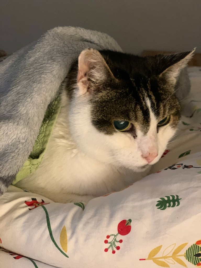 Der #NeoKater, zugedröhnt und zugedeckt.