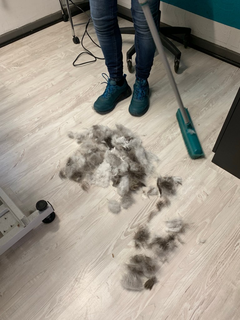 Das ausgebürstete Katzenfell zu Füßen der Hundefriseurin, die es mit dem Gummibesen zusammenfegt.