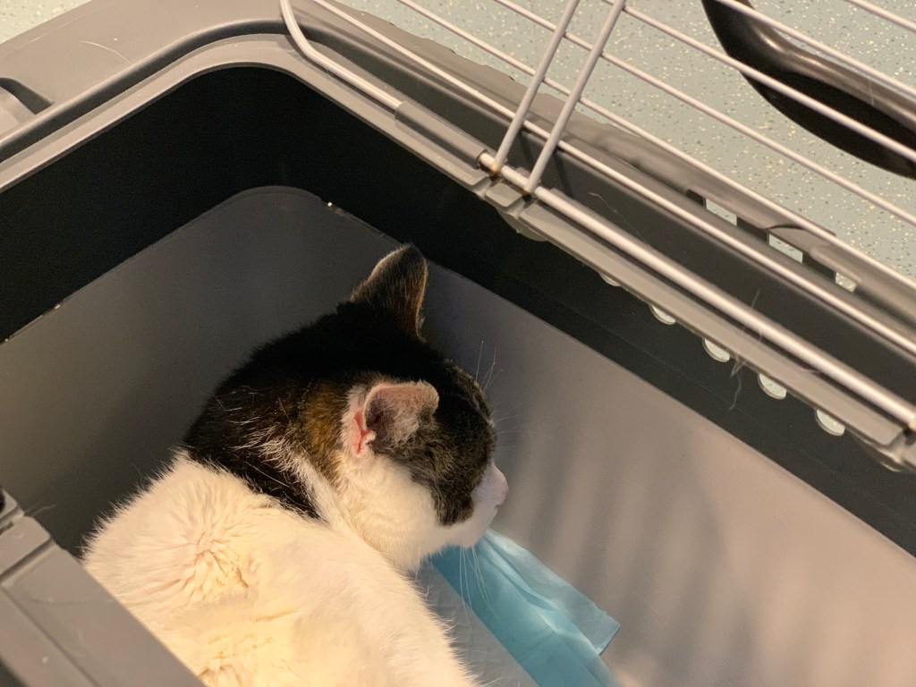 Rückenansicht des #NeoKaters in der geöffneten Katzenbox.