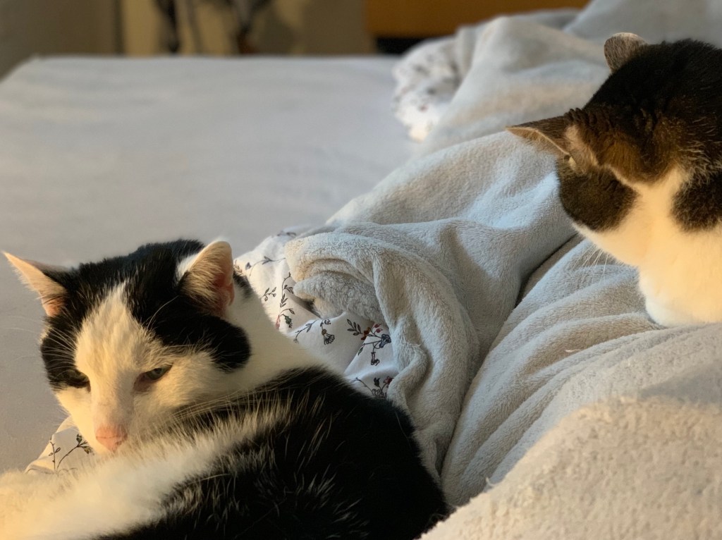 Die #ZweiHerren auf und neben meiner Zudecke. Ich bin nicht im Bild, aber liege da natürlich drunter.