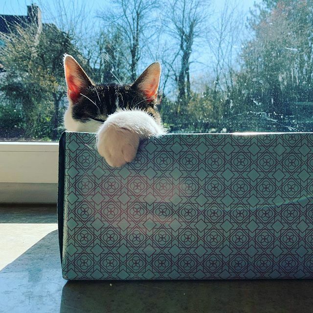 Archivbild vom #NeoKater: Auf der Fensterbank in einem Karton, man sieht das Köpfchenen, davor eine Pfote, die er aus dem Karton streckt. Die hellblaue Farbe mit braunschwarzem Muster des Papiers, mit dem der Karton eingeschlagen ist, passt zur Farbe des Himmels und von Bäumen und Sträuchern, die man im Hintergrund durch die (dreckige) Febsterscheibe sieht.