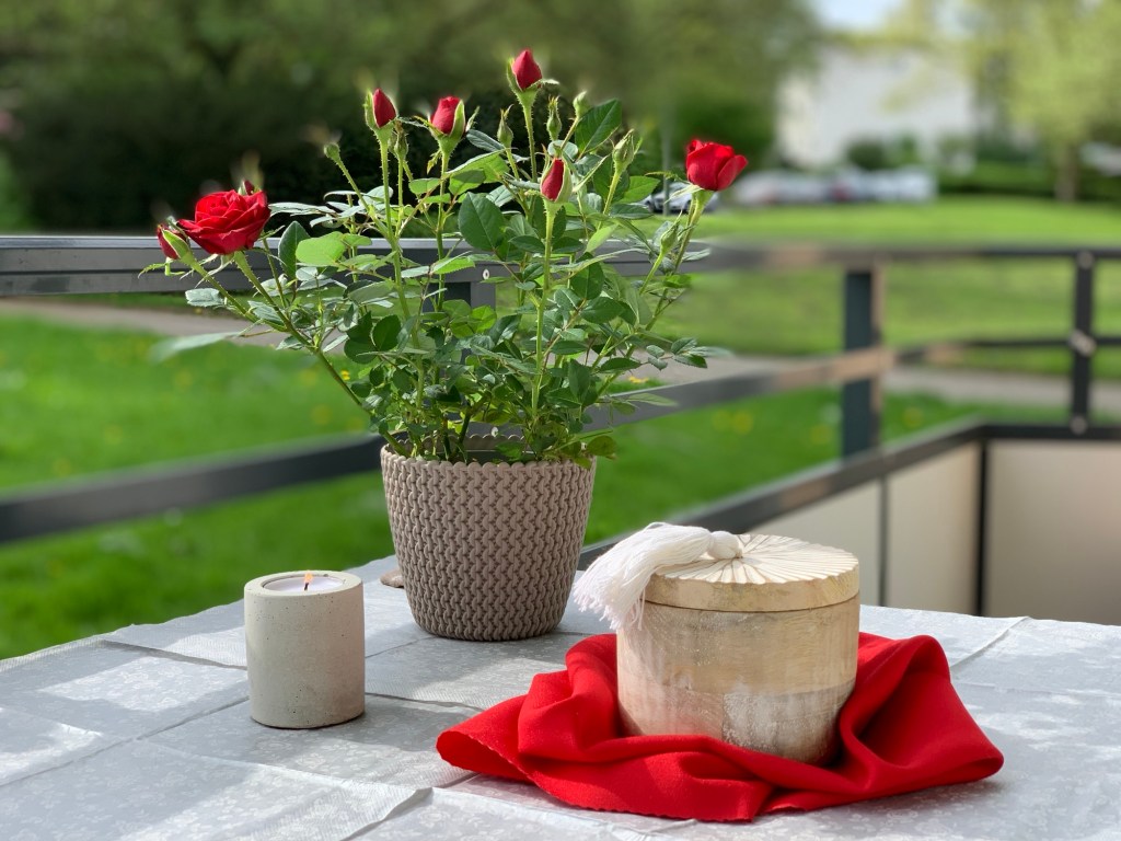 Der Balkontisch mit Blick auf des #NeoKaters Lieblingsgebüsch in stimmungsvoll gesofteter Aufnahme. Der Tisch ist mit silbergrauen Servietten abgedeckt. Darauf steht eine kleine Topfrose mit zwei Blüten und mehreren Knospen. Davor auf der einen Seite ein brennendes Teelicht in einem kleinen, grauen Halter, daneben auf einem roten Tuch aus dem Bestattungskarton die Mangourne. Sie hat auf dem Deckel als Griff eine weiße Quaste. Es ist quasi das "offizielle" Urnenfoto.