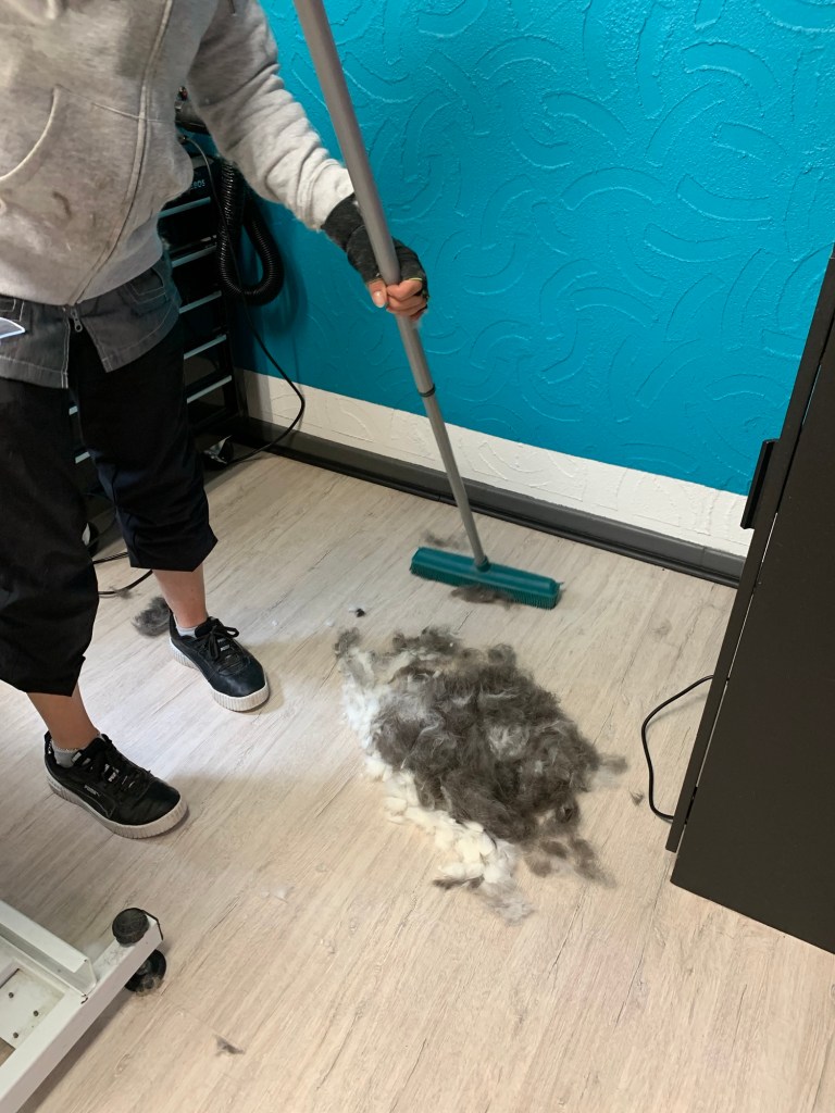 Die Hundefriseurin kehrt das ausgebürstete Fell mit einem Gummibesen zusammen. Ihr Kopf ist dabei nicht zu sehen.