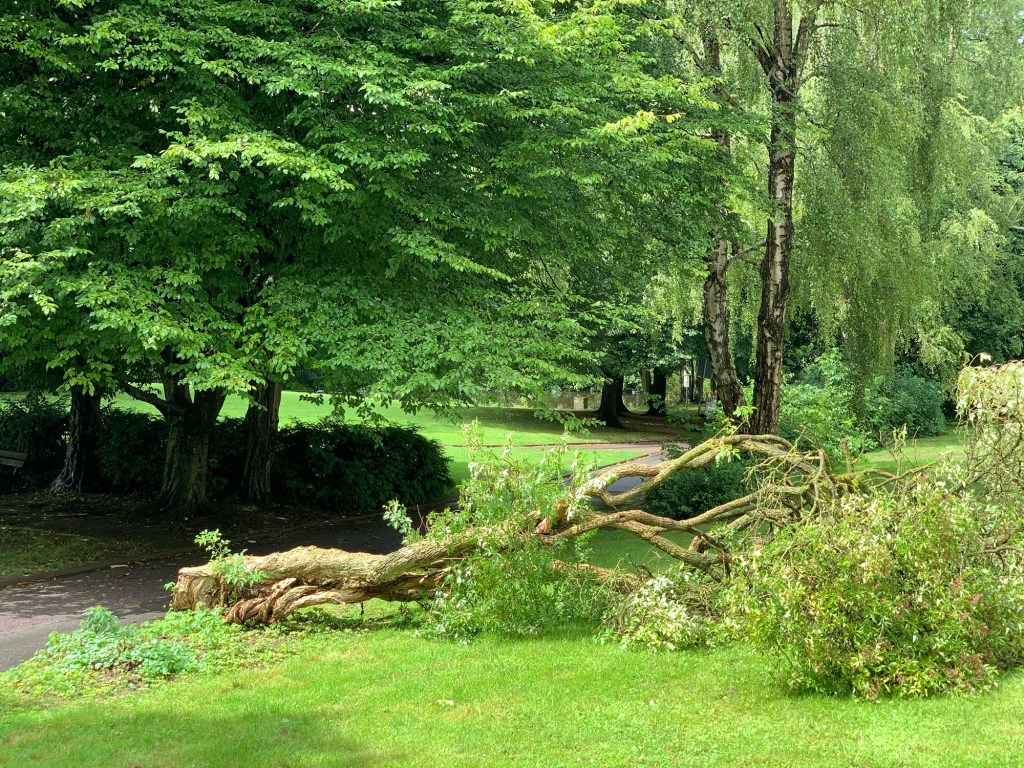 Der umgekippte Baum. Im Hintergrund sieht man viel Wiese und weitere, ältere Bäume, weil ich angrenzend an einen kleinen Park wohne.