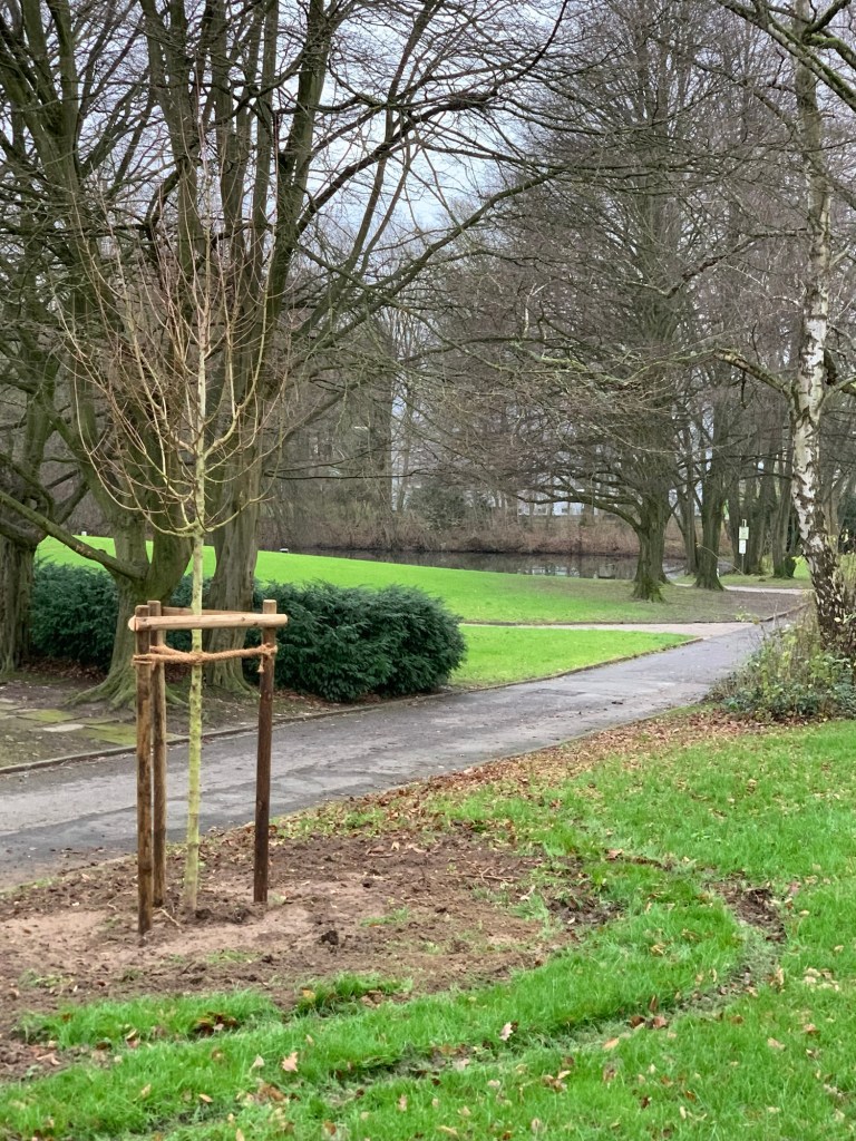 Der kleine Ahorn mit Stützpfählen drumherum, auf matschiger Wiese, mit Reifenspuren der Gärtnerfahrzeuge. Im Hintergrund Park und Bäume, wegen der Jahreszeit alle ohne Blätter und das Wetter ist auch üsselig.