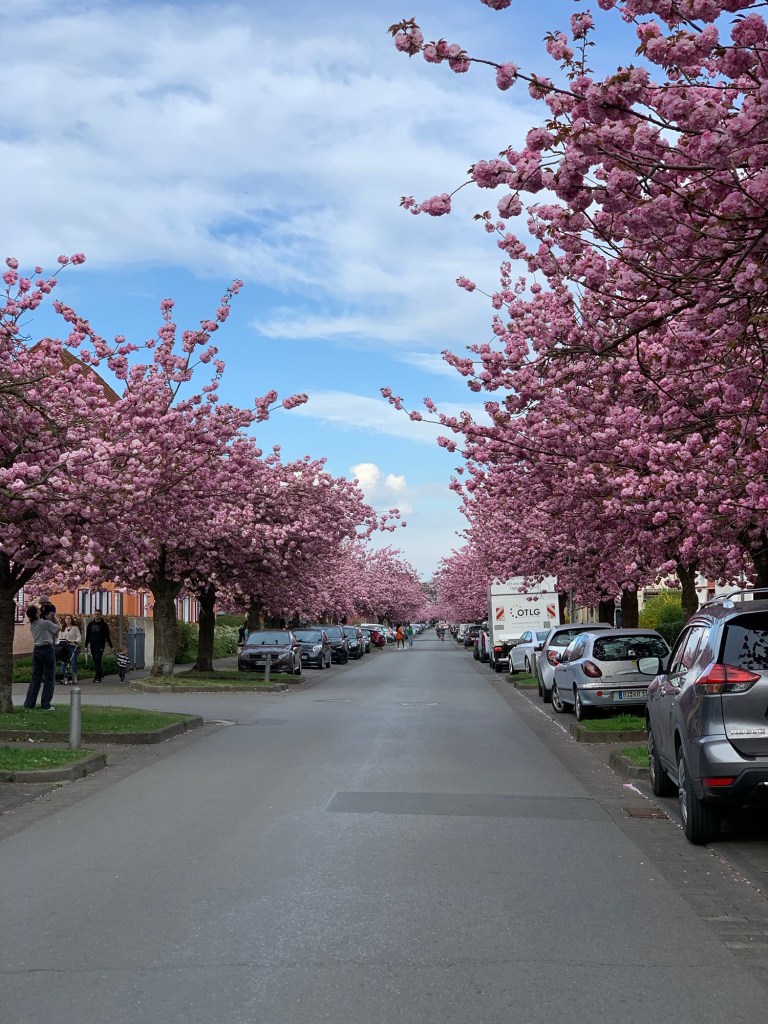 Straße in einem Wohngebiet, auf beiden Seiten von parkenden Autos und blühenden japanischen Kirschbäumen gesäumt.