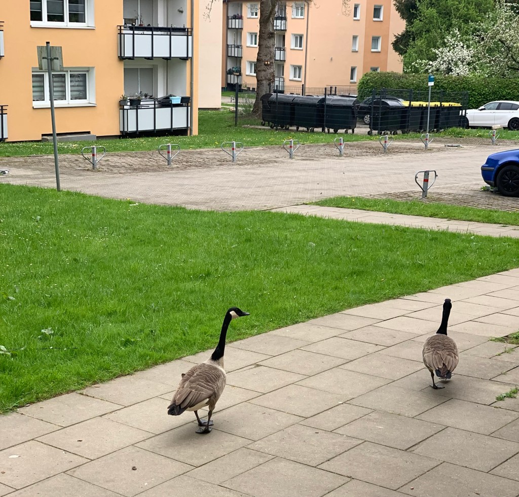 Die beiden Gänse in Rückenansicht in einer Wohnungsiedlung auf dem gepflasterten Gehweg Richtung Parkplätze.