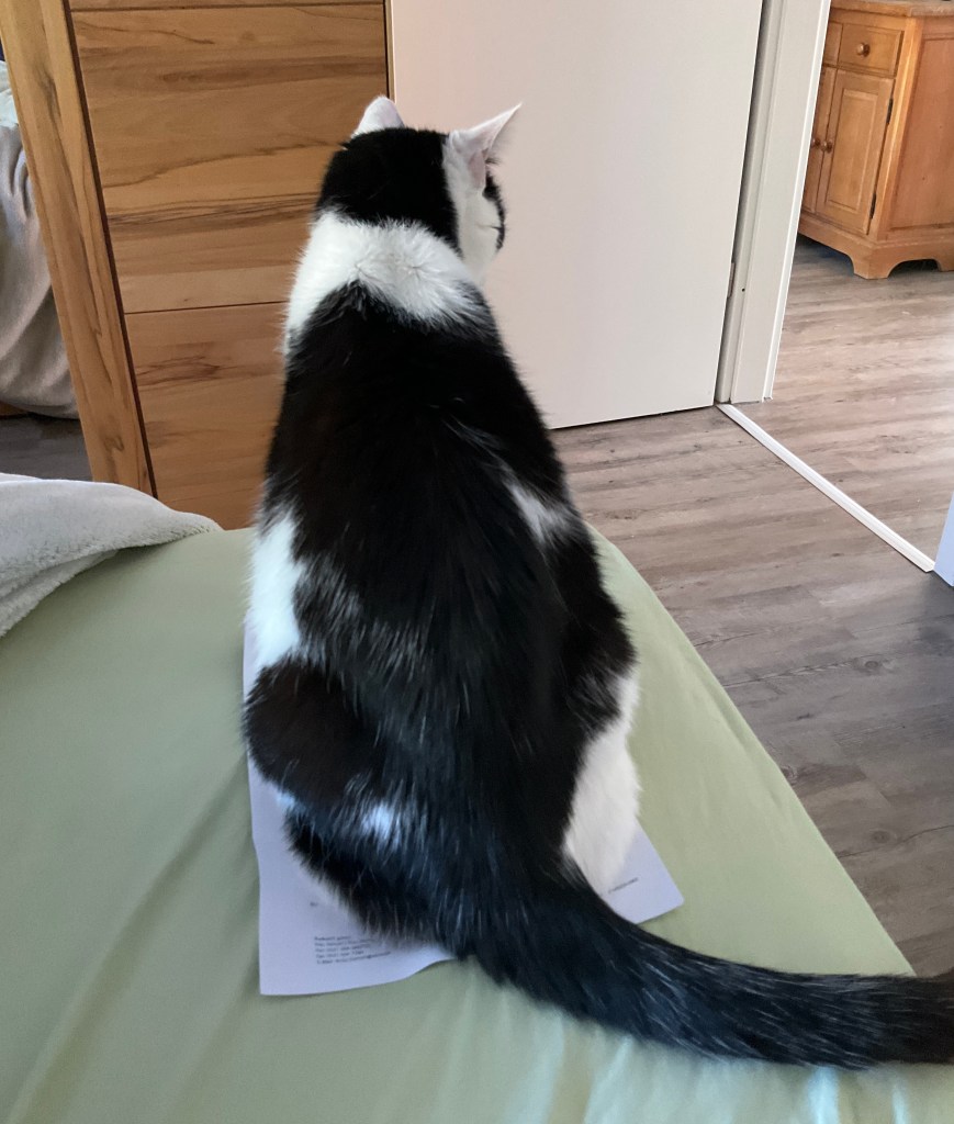 Der #DiätKater in Rückenansicht auf meinem Brief, auf meinem Bett.