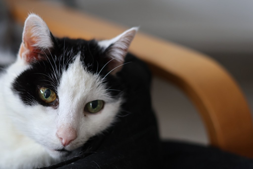 Das Gesicht des #DiätKaters. Das rechte Auge ist bräunlich gefleckt und das linke hellgrün.