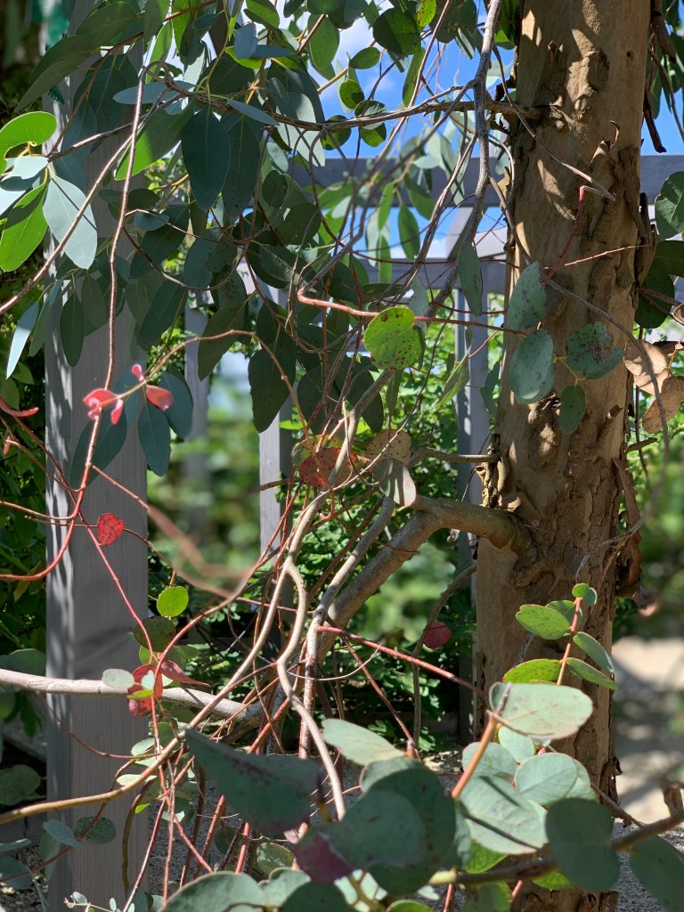 Ein Eukalyptus im Duftgarten.