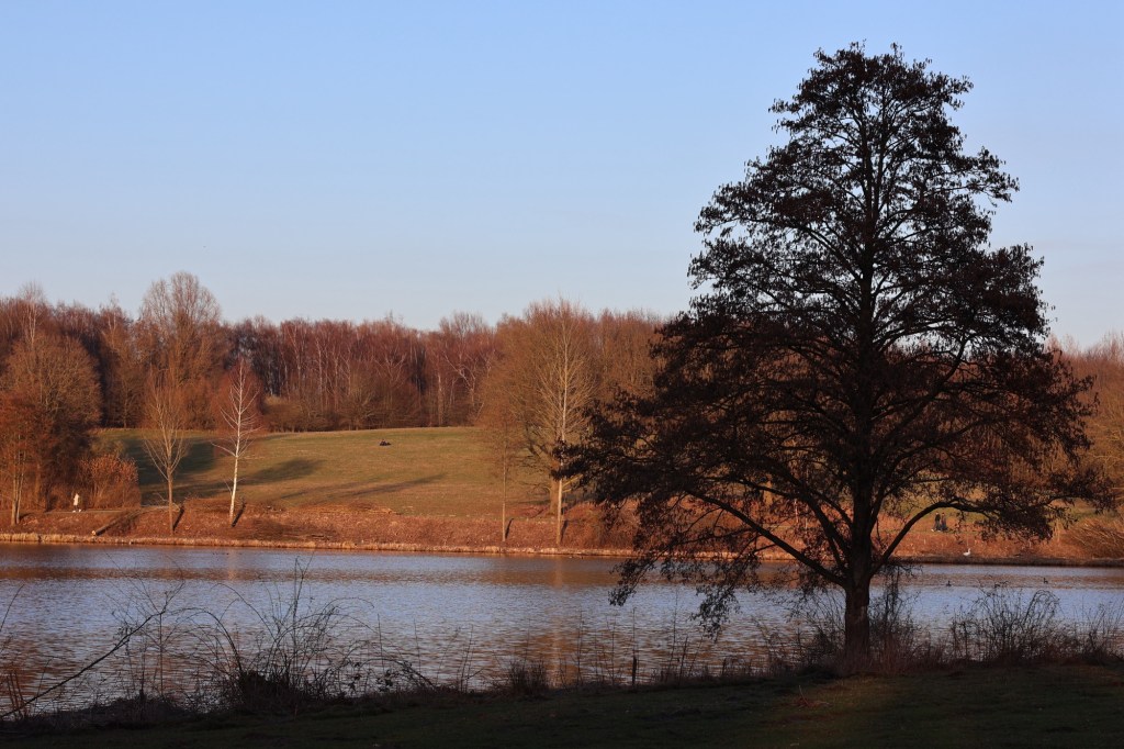Ein großer, dunkler Baum, dahinter der See und dahinter das hügelige Ufer mit Laubwald noch ohne Laub. Das Alles im milden, warmen Licht der Abendsonne.