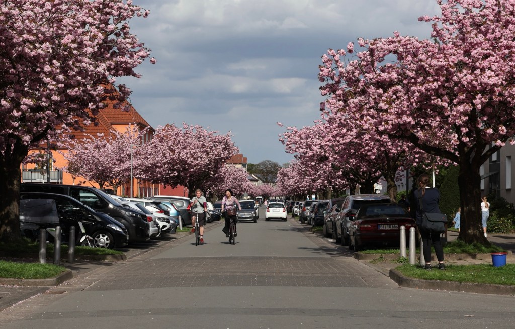 Die Straße "Auf dem langen Kampe" mit den Kirschblütenbäumen links und rechts in voller Blüte. Darunter parkende Autos. Daneben Siedlungshäuschen und Leute. Drei Fotos aus unterschiedlichen Perspektiven.